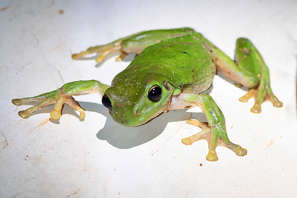 Australian Green Tree Frog (Litoria caerulea)